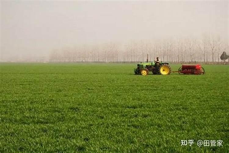 烤烟施钾肥最佳时间 什么时候使用效果好