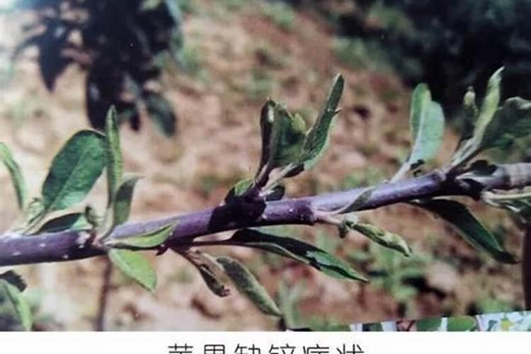 防治苹果小叶病每棵树放多少锌肥