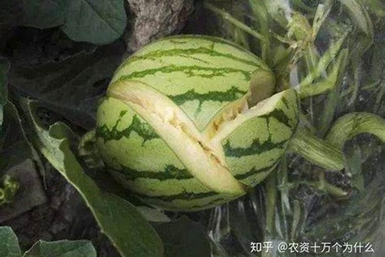 茶叶生物碱介绍