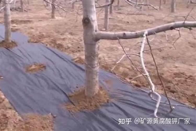 玉米苗期喷什么叶面肥