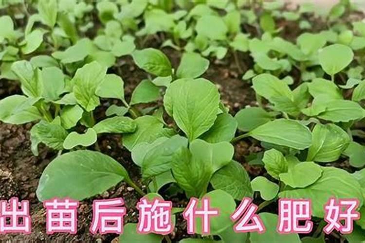 冰菜种植怎样施肥冰菜种植什么时候施肥