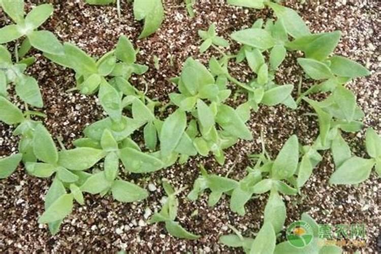 冰菜怎么种植的