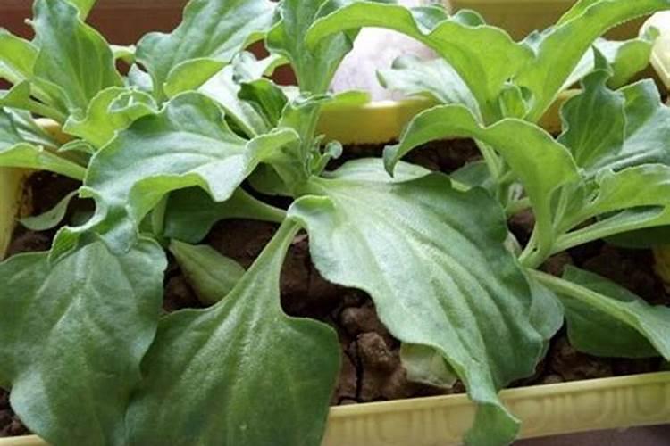 冰菜如何种植和管理
