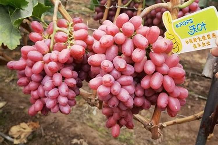 什么花适合施高钾肥？