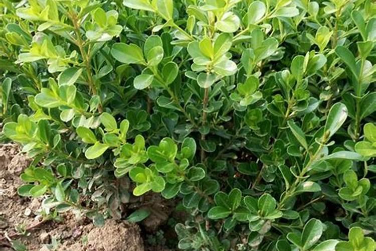 小叶黄杨叶子发黄怎么救