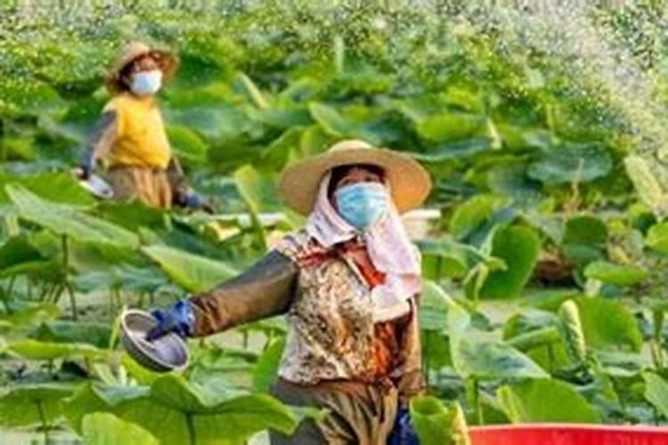 杨梅开花能浇水吗