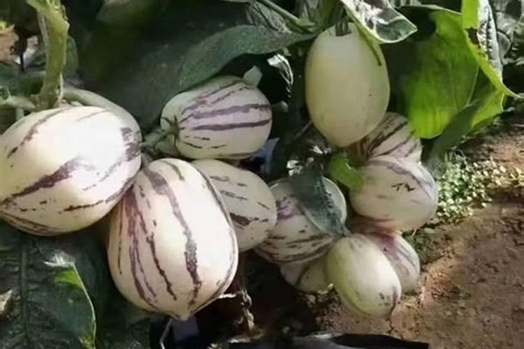 种菜用尿素还是复合肥