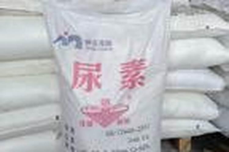 西兰花黑腐病防治措施有哪些