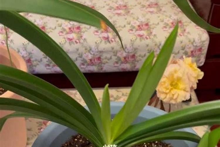 柑橘黄化一定是缺素吗？防治追肥应该怎么做