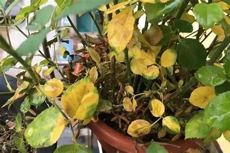 豆角什么时候施肥施什么肥开花多