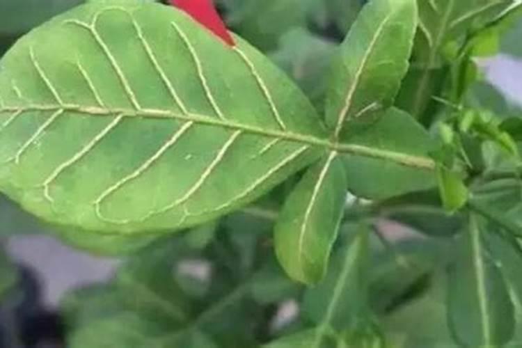 芸苔素内酯可以跟绿 颖矿物油混用吗