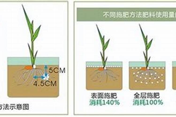 种植甘蔗用什么肥料最好