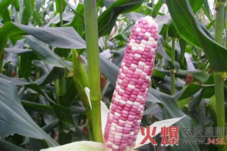 甘蔗追肥用什么肥料好