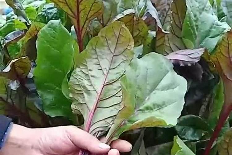 红色菜心种植方法是什么？