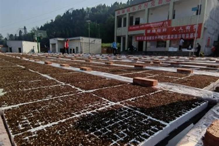 想种植高粱出售,让高粱提高产量的种植方法有哪些？