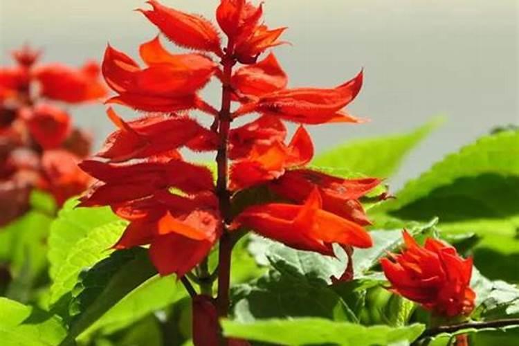 中性硅酮密封胶 有毒吗