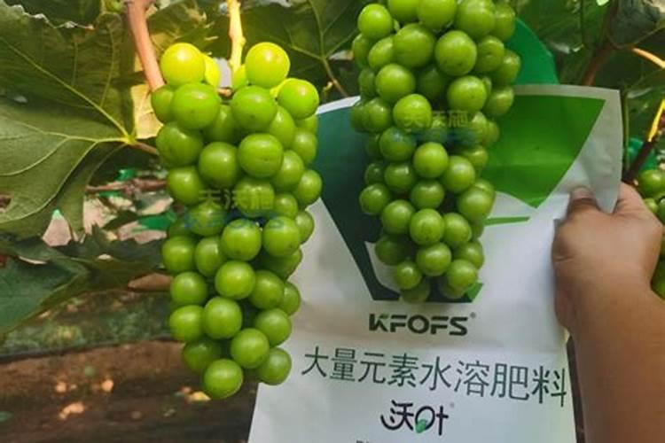 阳光玫瑰全年施肥管理 一年施肥要领有哪些