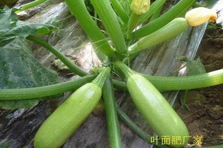 西葫芦上部叶片小,怎样就可以让叶片长的更大一些呢？
