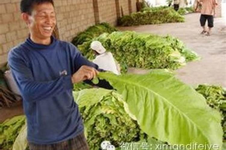 腐植酸钠在水产养殖中的用法