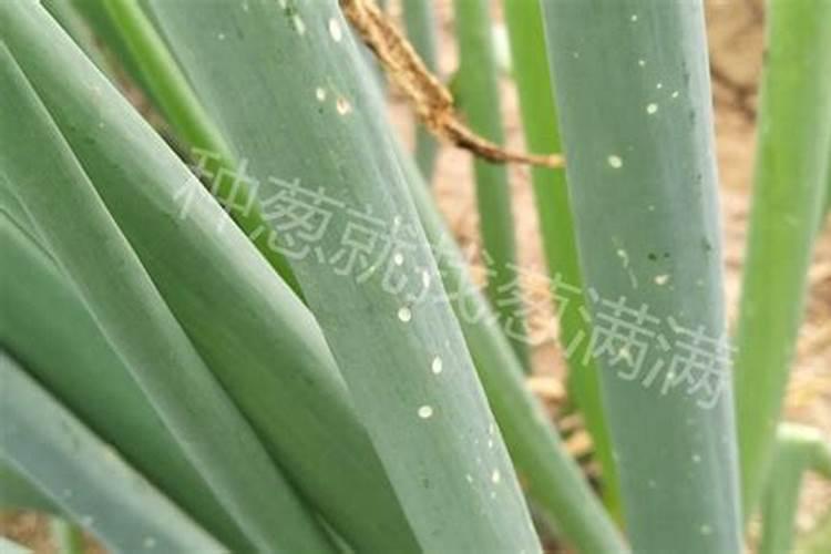 打顶后硼肥滴灌亩用量多少合适？