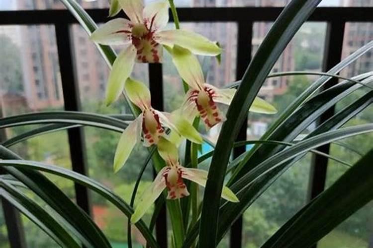 葵花泡水叶子枯萎打叶面肥可以吗