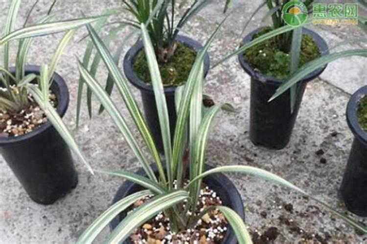 墨兰喜肥吗？喜欢施什么肥料