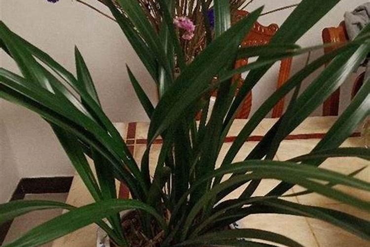 墨兰开花时候怎么养护 墨兰开花时候如何养护