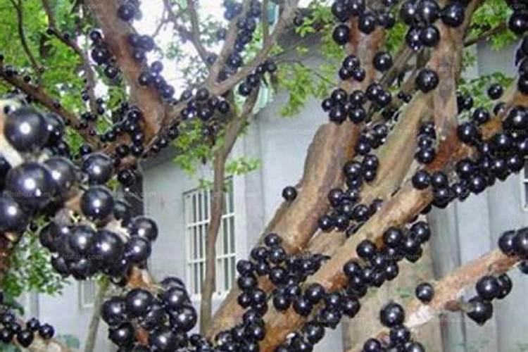 嘉宝果施什么肥催花结果 嘉宝果施什么肥好