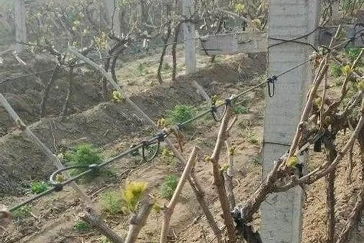 韭菜喜欢哪种肥料