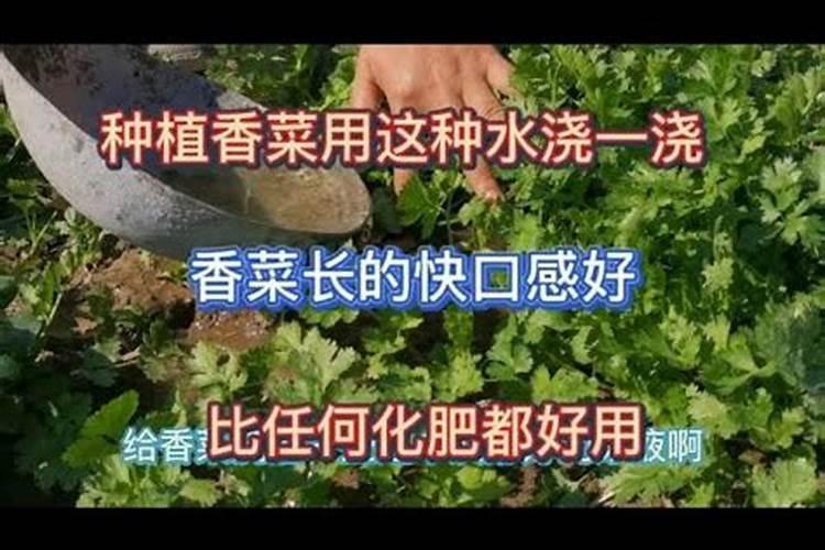 种香菜用什么肥料好？