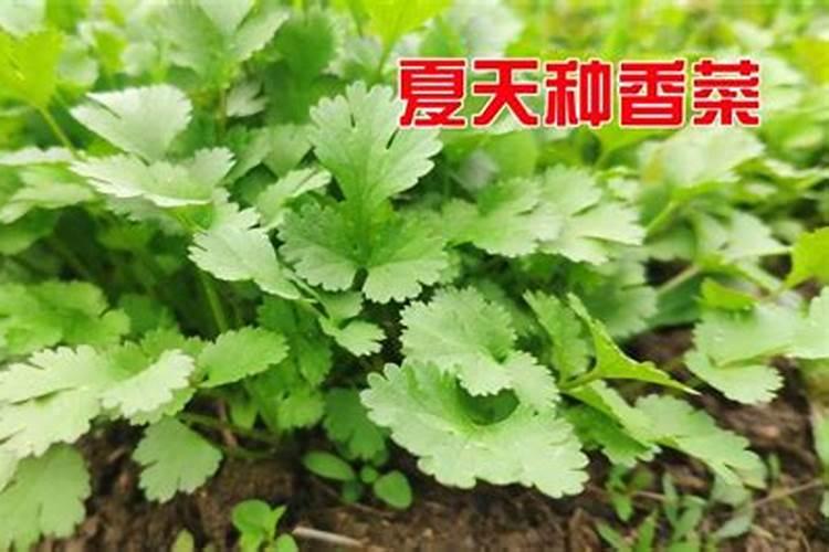 香菜用什么肥料最好