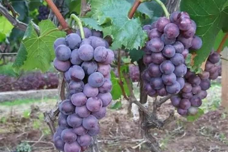 巨峰葡萄怎样施肥