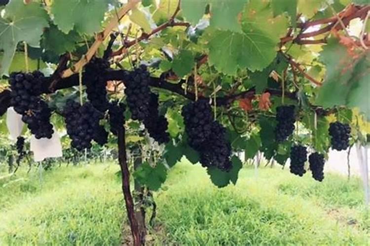 巨峰葡萄什么时候施秋肥什么肥好