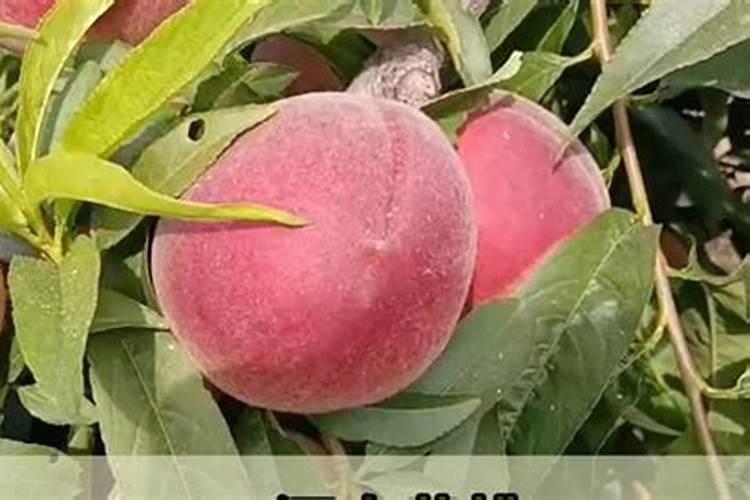 荔枝幼苗用什么肥料好