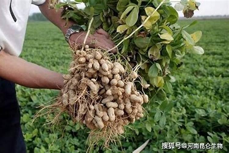 花生根上的小疙瘩是什么