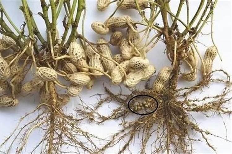 花生底肥用什么肥料好