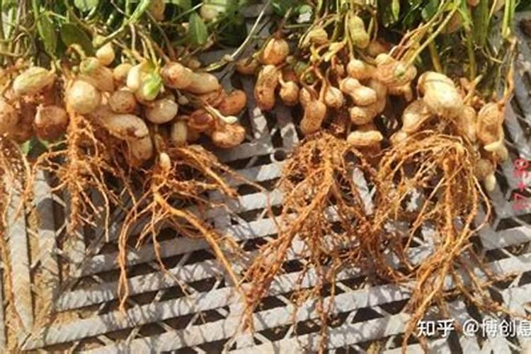 种花生底肥用什么肥 花生需要什么肥料才能高产