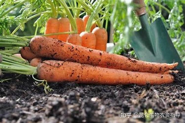 磷肥的作用是什么 磷肥怎么使用正确