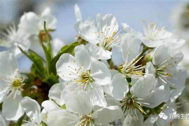 如何判断牡丹是否消苞了