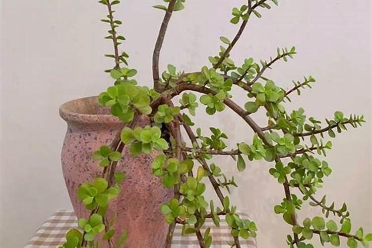 为什么农家肥肥效持续时间长