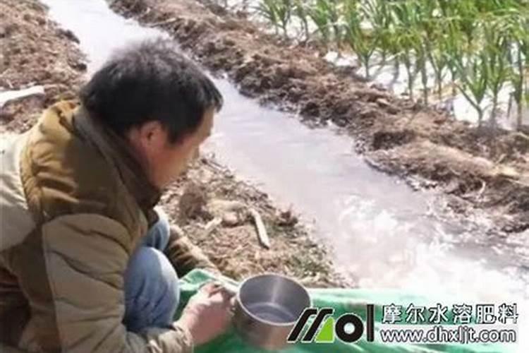 辣椒根部冲施钙镁硼锌铁微量元素肥一亩用8公斤会烧苗吗