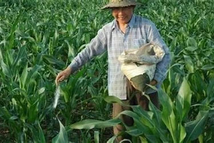 在种玉米时如果用锌肥拌种,会对玉米的产量有帮助吗？