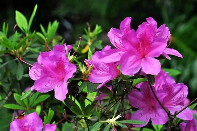 过期鱼油能做花肥吗