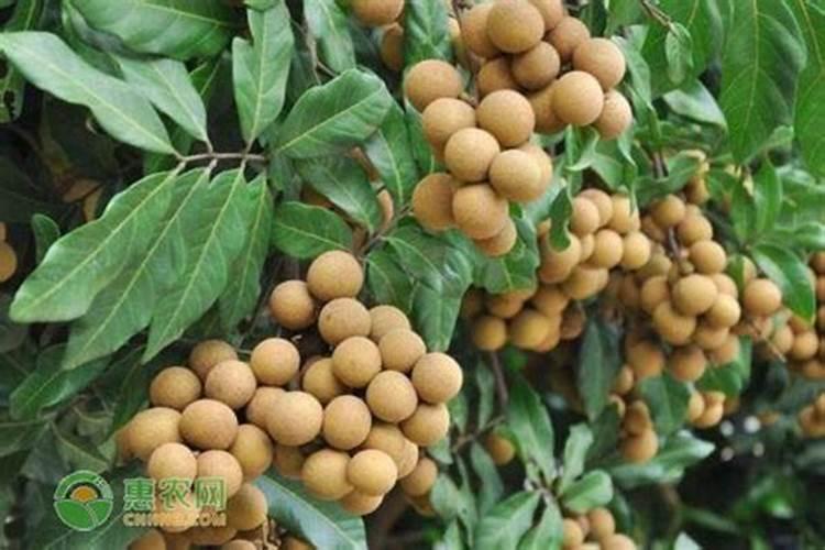 龙眼不甜,用什么方法补救？