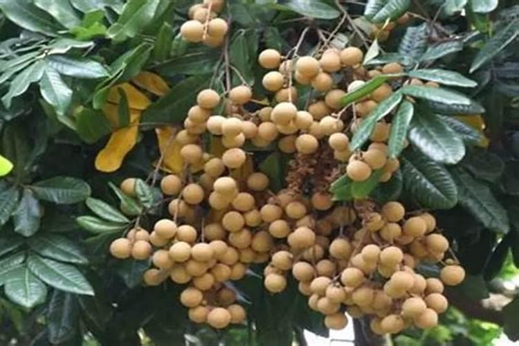 龙眼花期怎么管理 如何管理龙眼花期
