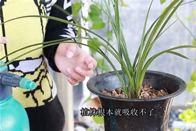 兰花喷洒叶面肥需要注意哪些事项