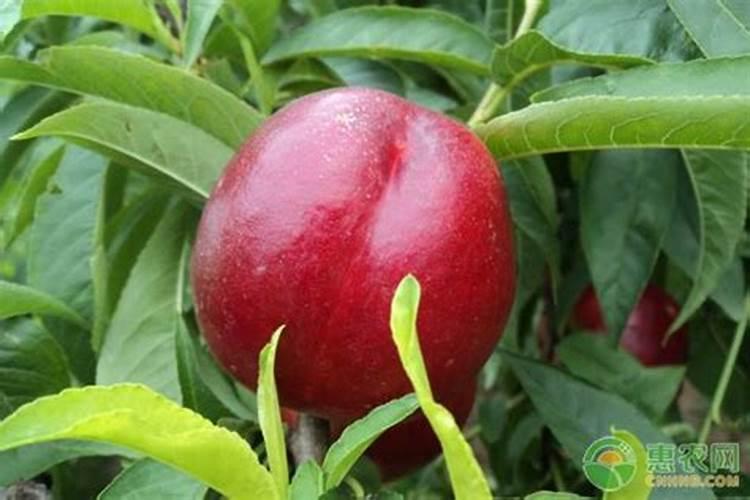 樱桃用什么肥料最好