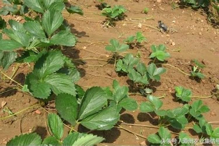 草莓碧护使用方法