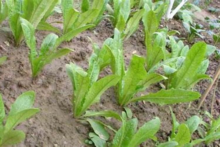 油麦菜叶肥用那种叶面肥