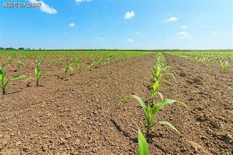 水溶肥十大品牌都有哪些特征!